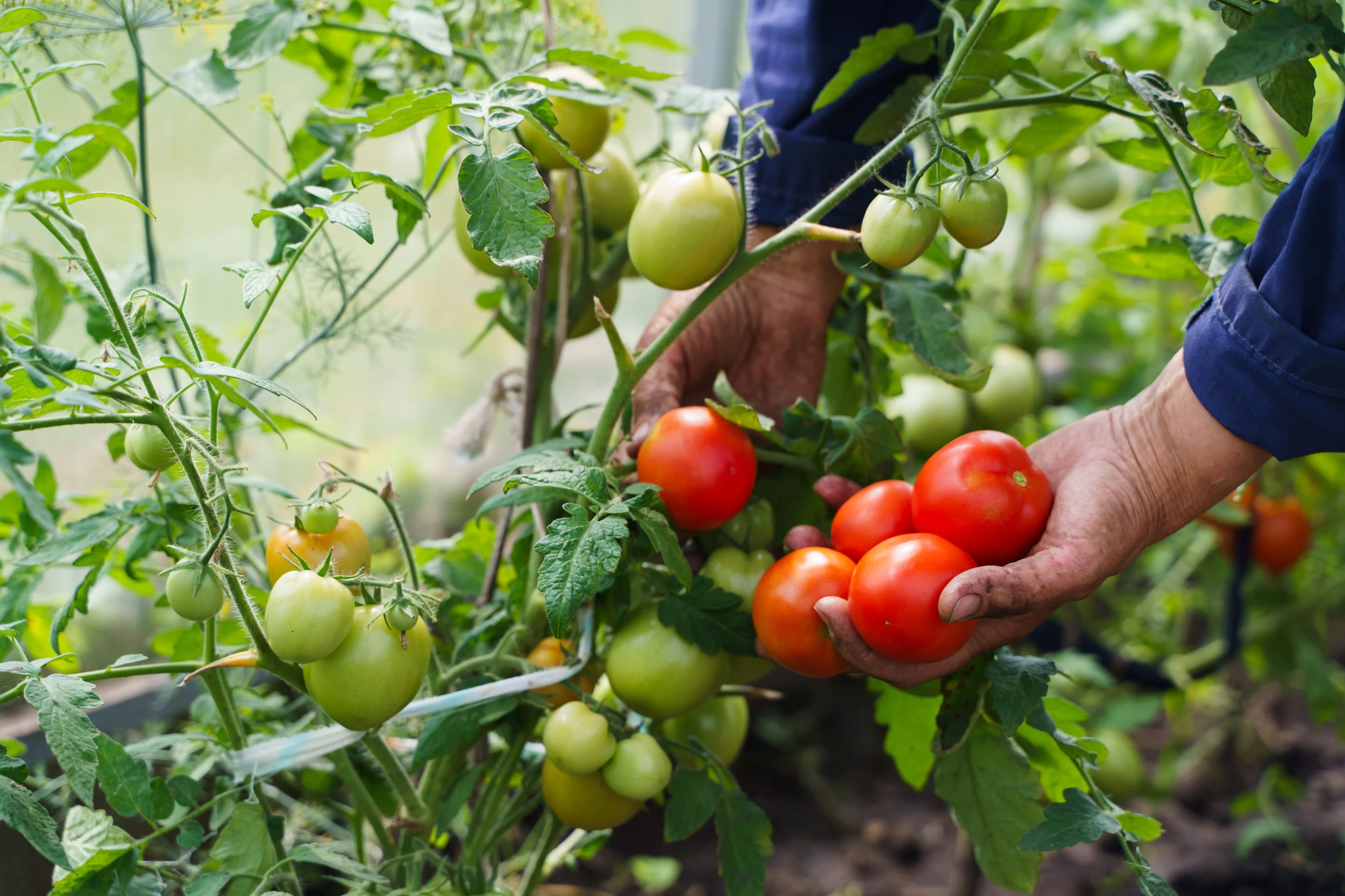 Elevate Your Home and Garden